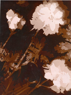 Без названия (фотограммы)