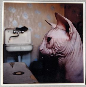 Без названия