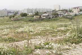 «Клевер» из проекта «Планета Колыма»